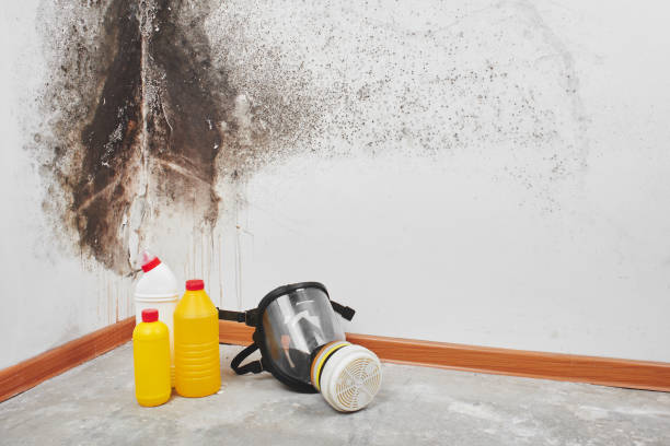 Best Certified Mold Removal  in Fort Calhoun, NE