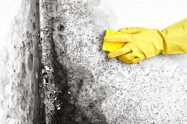 Best Fast Mold Removal  in Fort Calhoun, NE