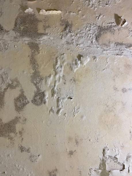 Best Office Mold Removal Services  in Fort Calhoun, NE