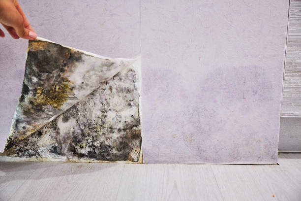 Best Mold Removal Near Me  in Fort Calhoun, NE